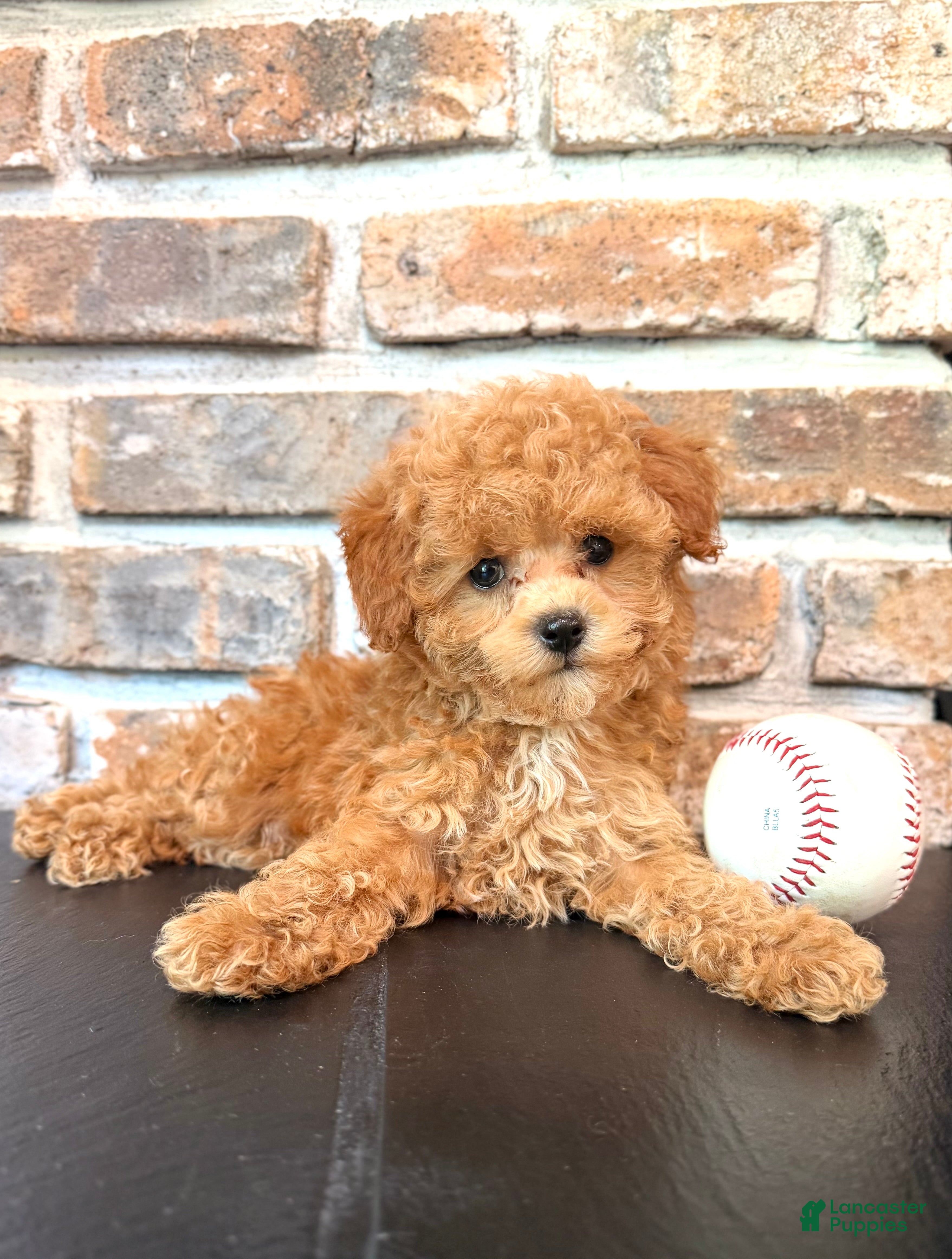 Cavapoo dogs Bunt - Ad 2