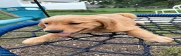 Golden Retriever dogs for sale: Daisy - Ad 4