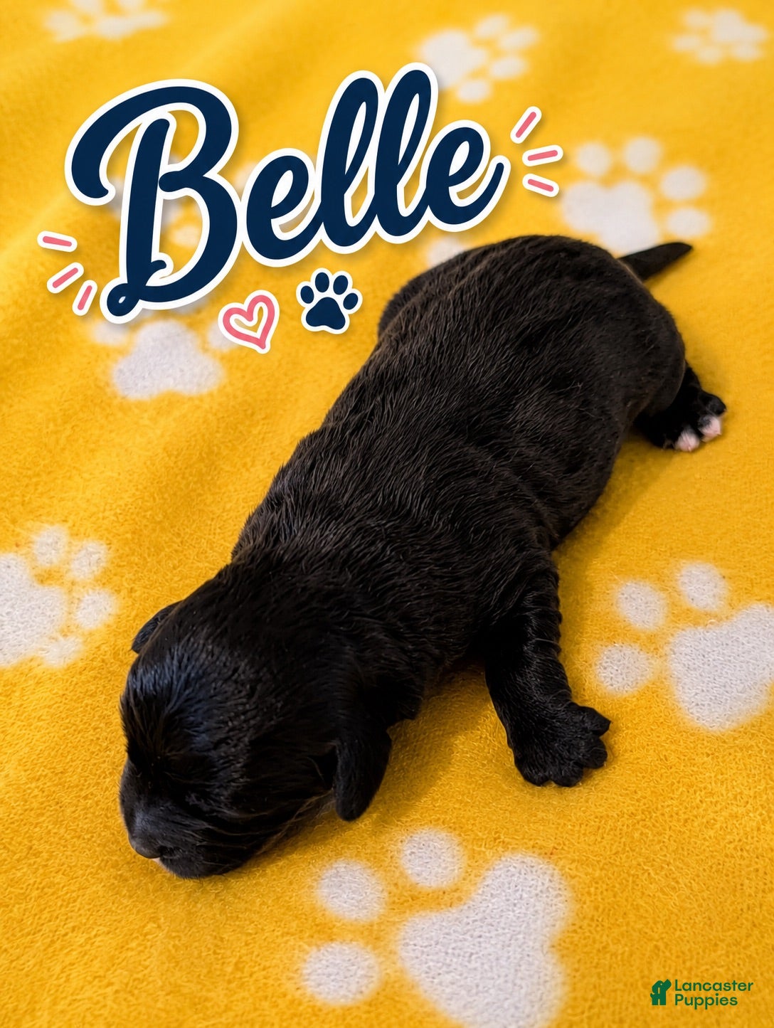 Corgipoo dogs Corgipoo 6. Belle - Ad 1