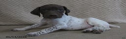 German Shorthaired Pointer dogs for sale: Easton - Ad 1