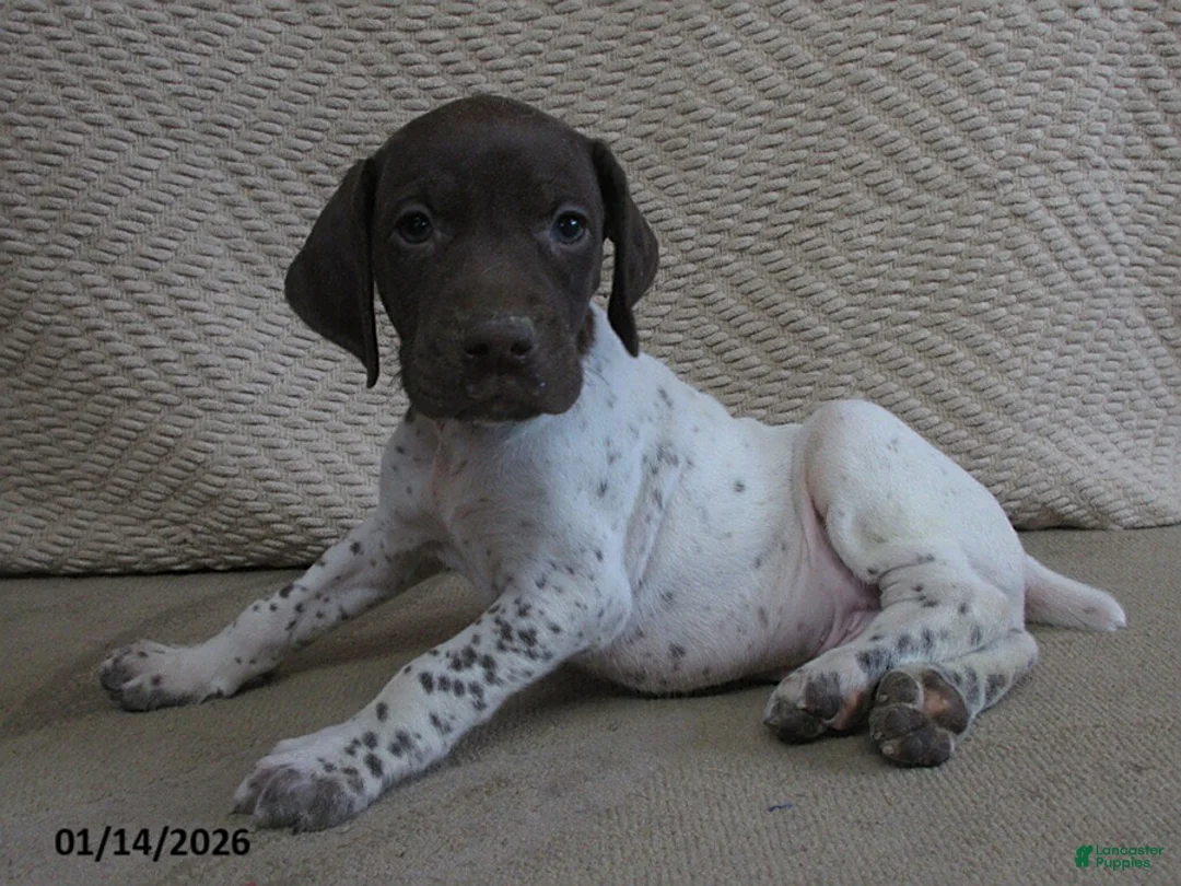 German Shorthaired Pointer dogs for sale: Easton - Ad 1