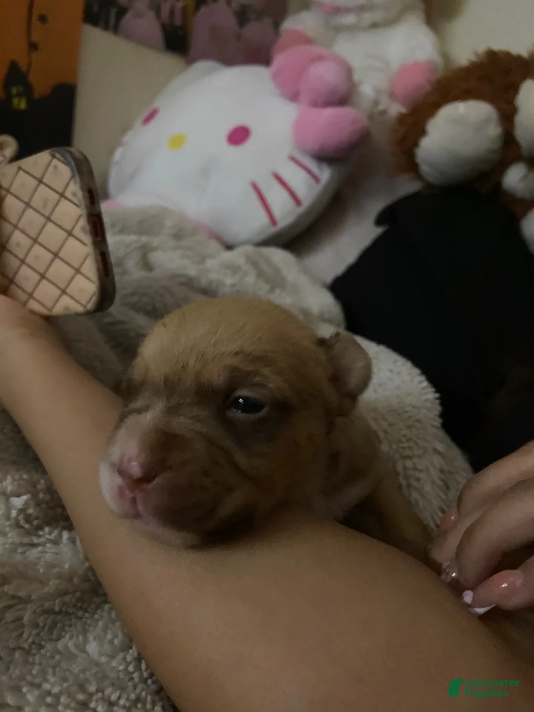 Mixed Breed dogs for sale: Angel - Ad 2