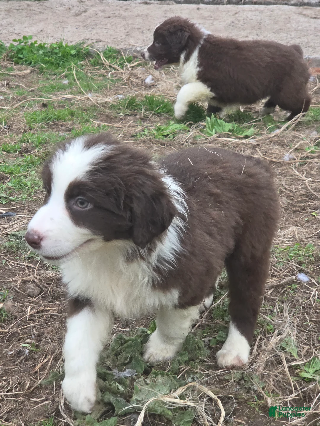 Australian Shepherd dogs for sale: Knick knack - Ad 1