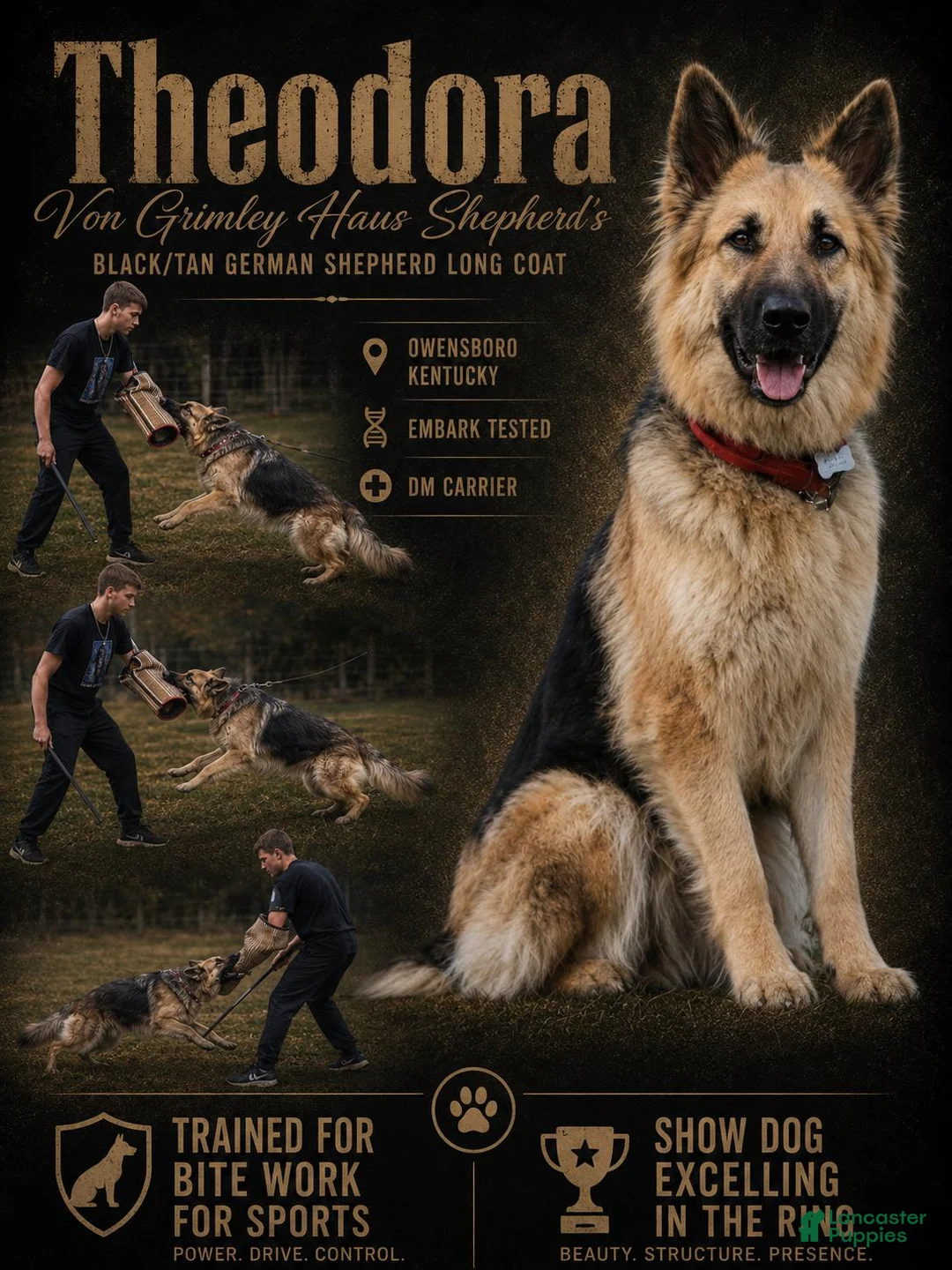 German Shepherd dogs for sale: Captain Kathy  - Ad 6