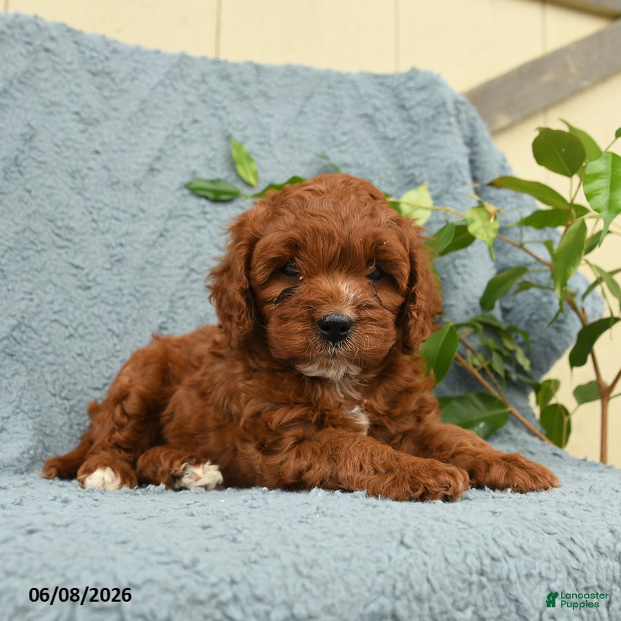Cavapoo dogs Herbert - Ad 2