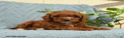 Cavapoo dogs for sale: Herbert - Ad 2
