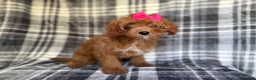 Cavapoo dogs for sale: Raven - Ad 3