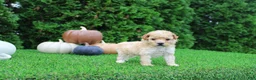 Toy Poodle dogs for sale: AKC Emmett(tiny) - Ad 2