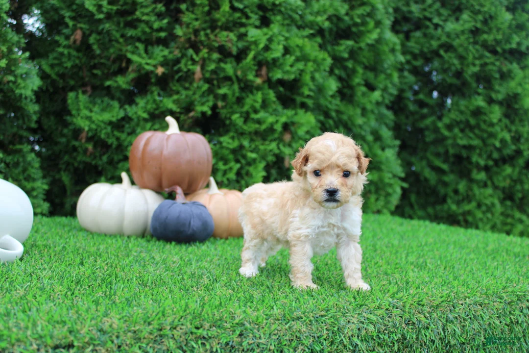Toy Poodle dogs for sale: AKC Emmett(tiny) - Ad 2