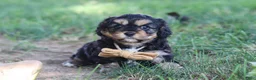 Cavapoo dogs for sale: Logan - Ad 5