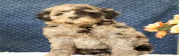 Mini Goldendoodle dogs for sale: Carter - Ad 7