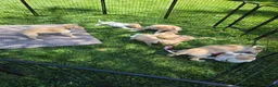 Borzoi dogs for sale: Cedric - Ad 8