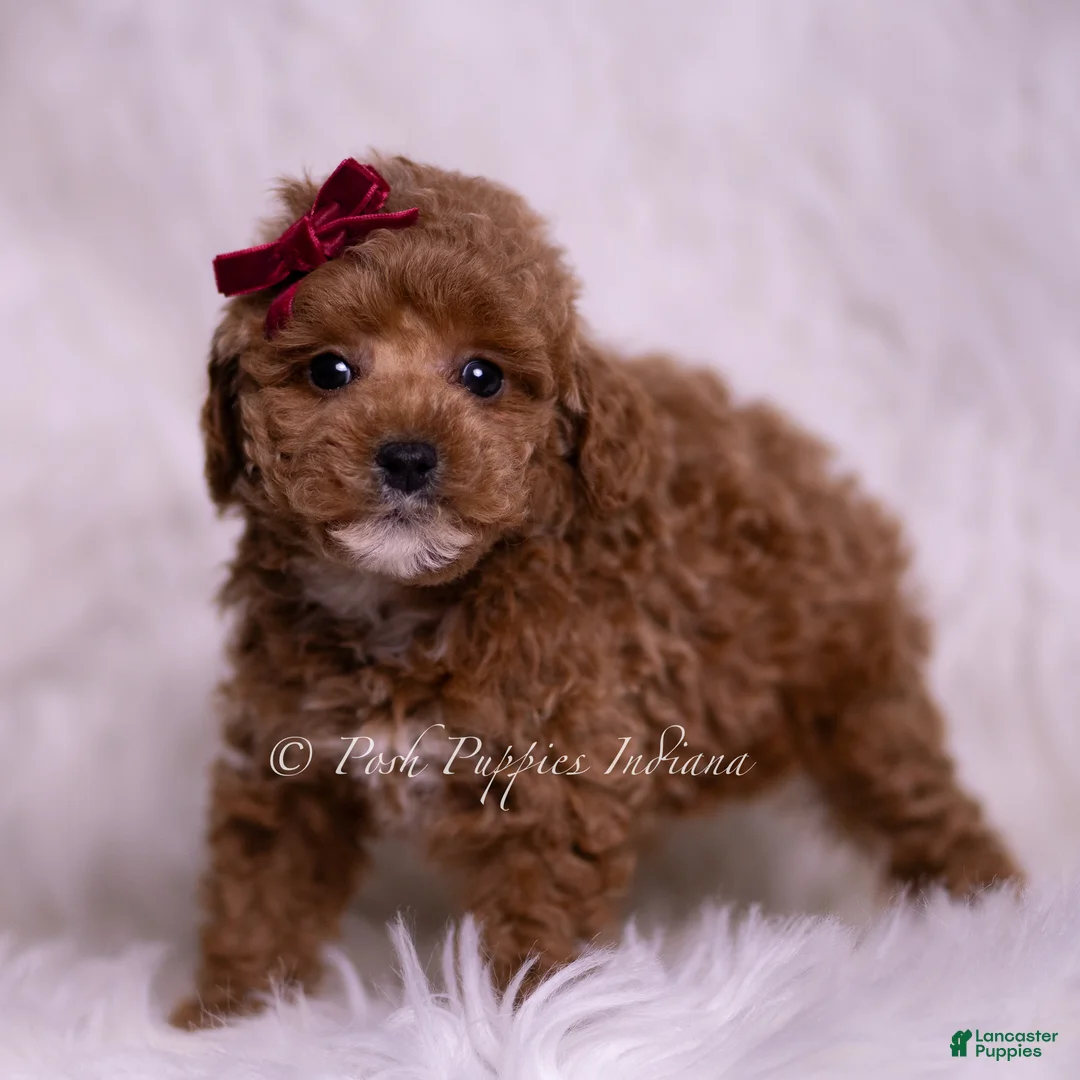 Toy Poodle dogs for sale: Fannie Mae - Ad 6