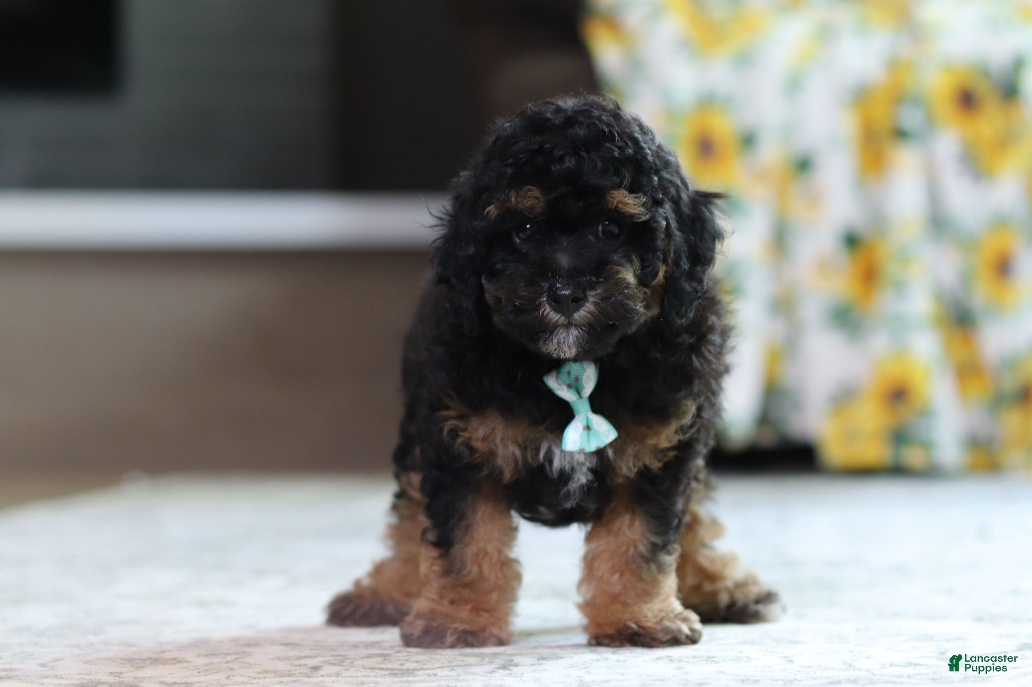 Miniature Poodle dogs Diesel - Ad 2