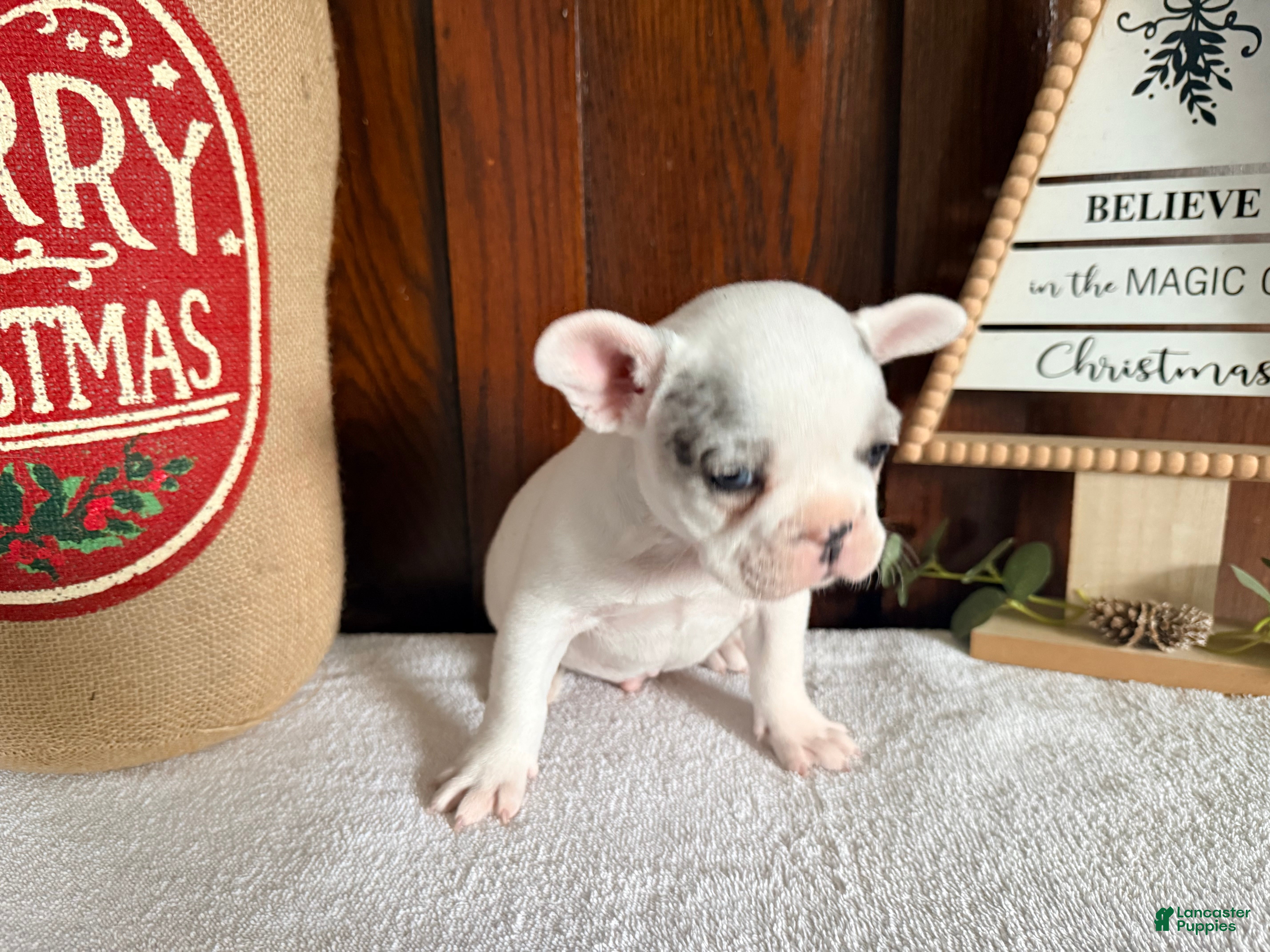 French Bulldog dogs Silvers Raleigh - Ad 3
