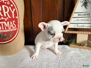 French Bulldog dogs Silvers Raleigh - Ad 3