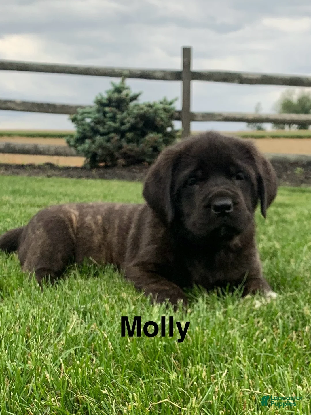 English Mastiff dogs for sale:  Molly - Ad 2
