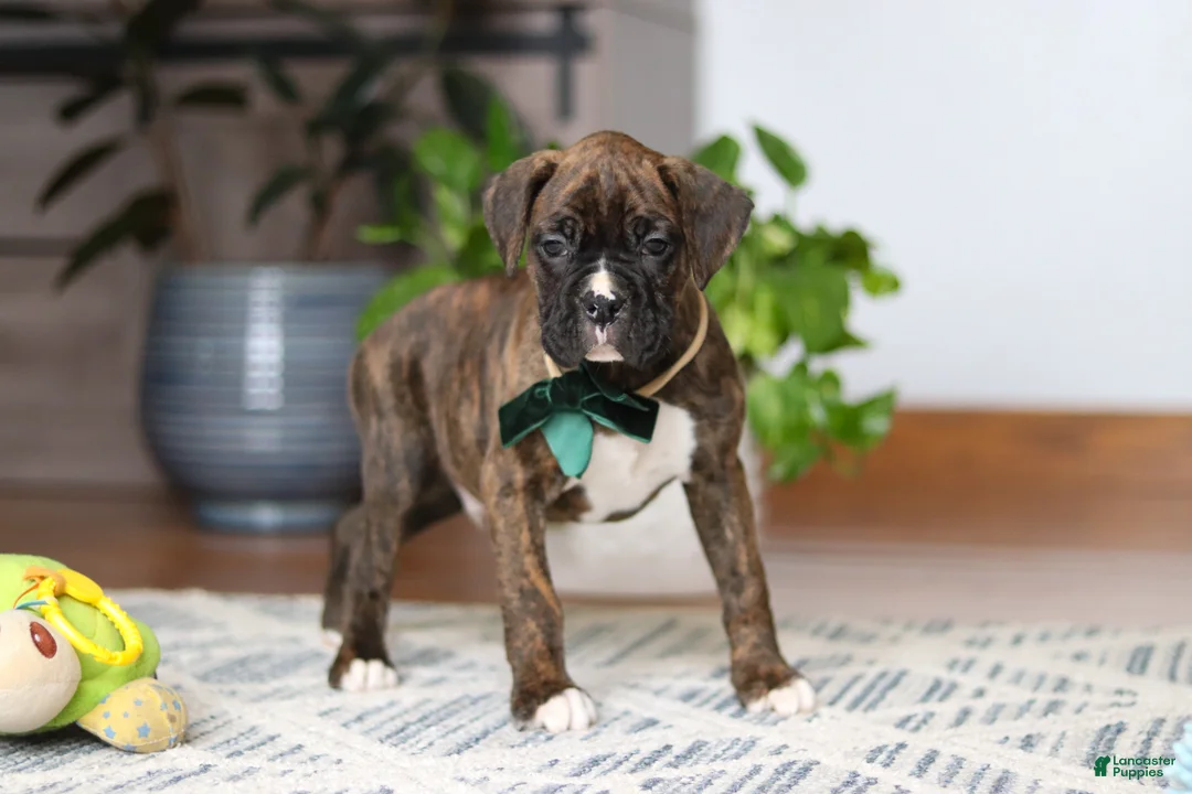 Boxer dogs for sale: Bear - Ad 2