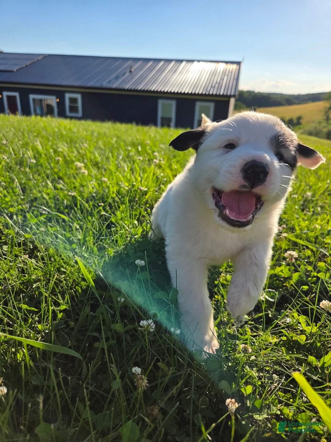 Great Pyrenees dogs for sale: John - Ad 1
