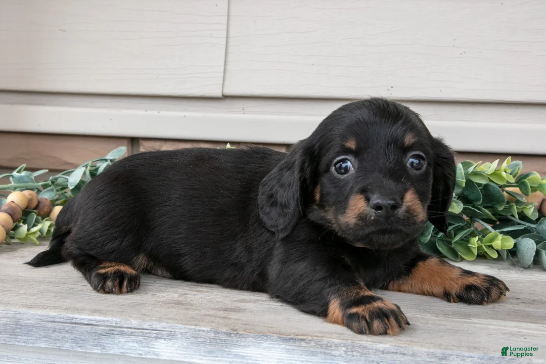 Miniature Dachshund dogs for sale: Ralphie - Ad 3