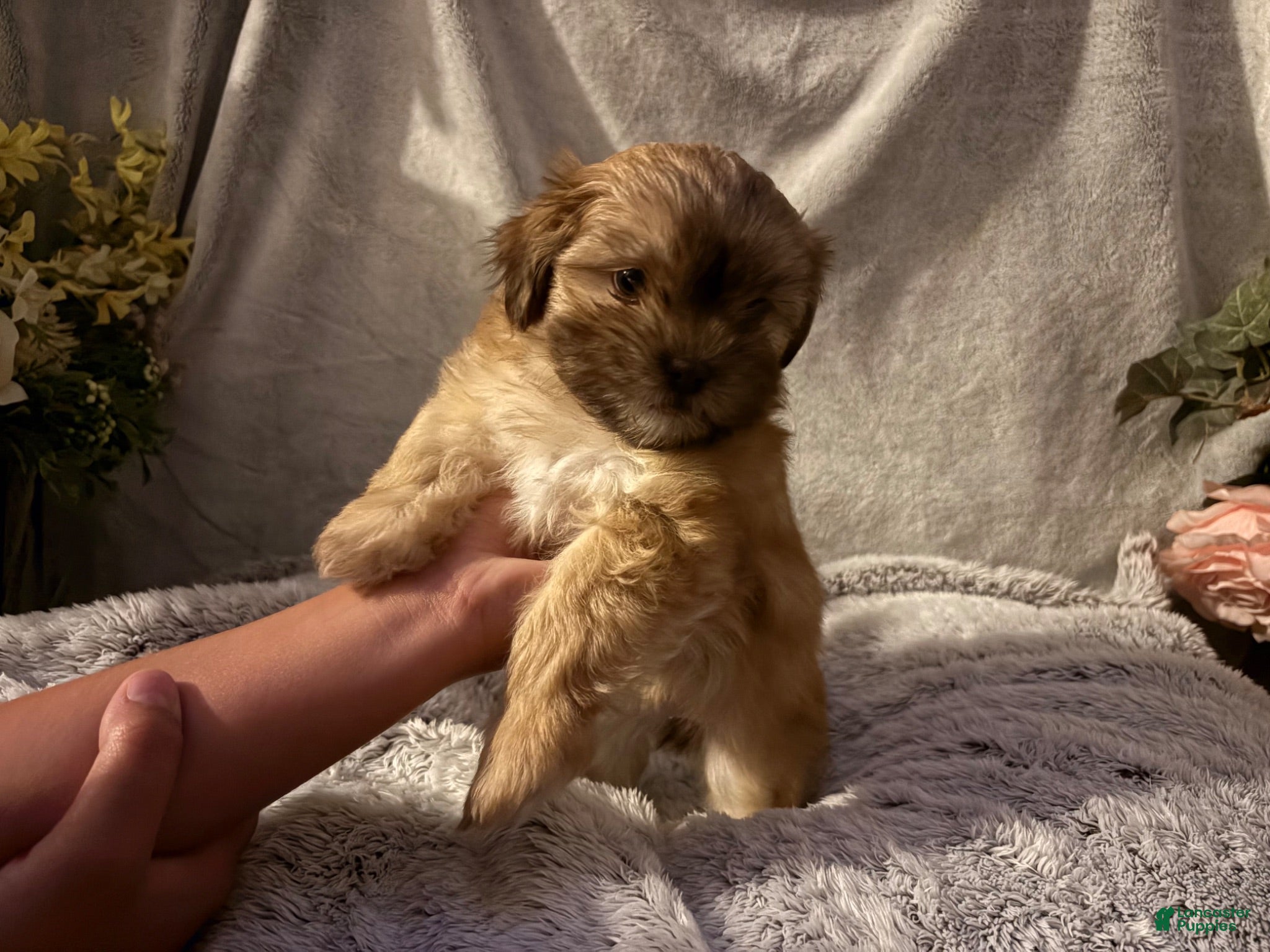 Malshi dogs Goldie - Ad 6