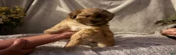 Malshi dogs for sale: Goldie - Ad 1