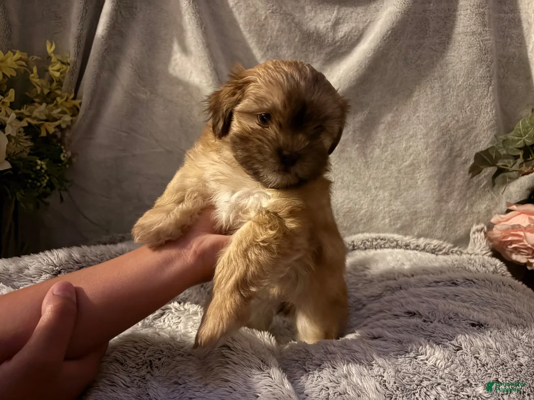 Malshi dogs for sale: Goldie - Ad 1