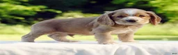 Cocker Spaniel dogs for sale: Taylor - Ad 3