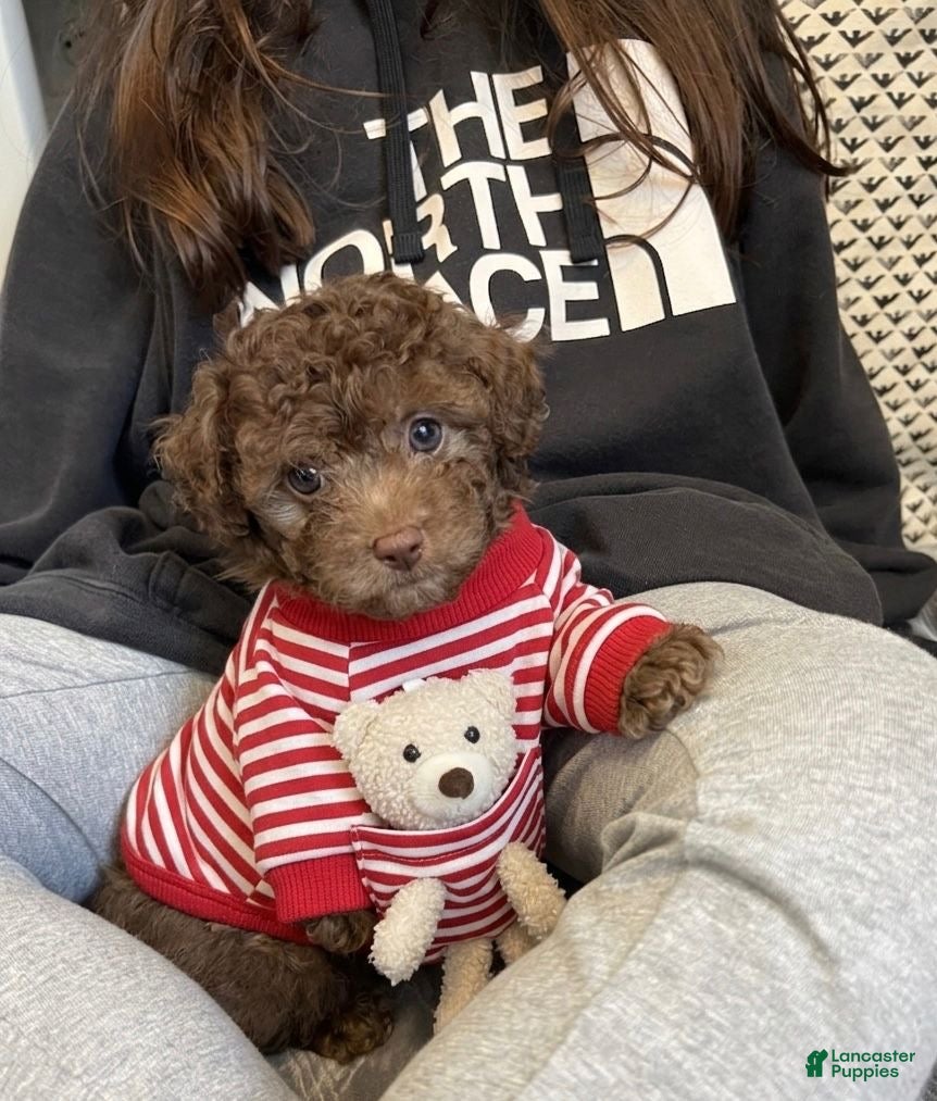 Toy Poodle dogs for sale: Baby Toy Poodle - Ad 2
