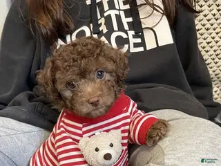 Toy Poodle dogs for sale: Baby Toy Poodle - Ad 2