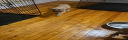 Mixed Breed dogs for sale: Mixed Breed 2 - Ad 9