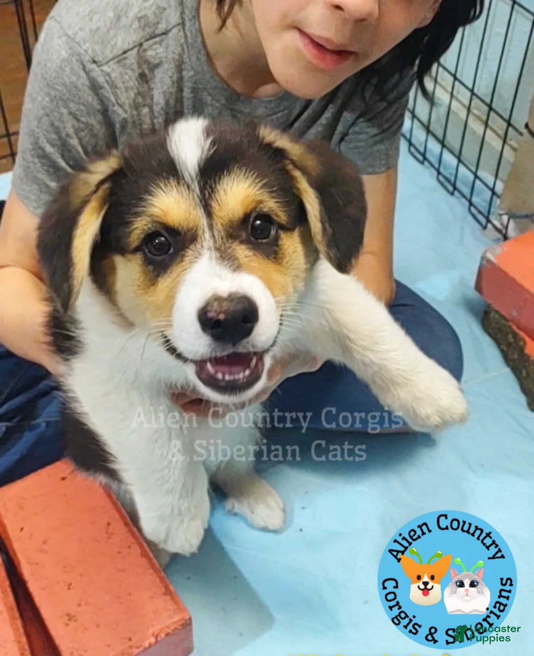 Welsh Corgi Pembroke dogs for sale: Welsh Corgi Pembroke Po - Ad 1