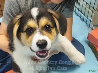 Welsh Corgi Pembroke dogs Welsh Corgi Pembroke Po - Ad 4