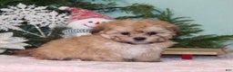 Teddy Bear dogs for sale: Kisses - Ad 2