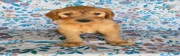 Goldendoodle dogs for sale: Green Girl - Ad 14