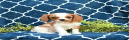 Cavalier King Charles Spaniel dogs for sale: Peanut Blossom - Ad 4