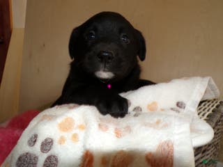 Border Collie dogs Border Collie Puppy 4 Windy - Ad 41