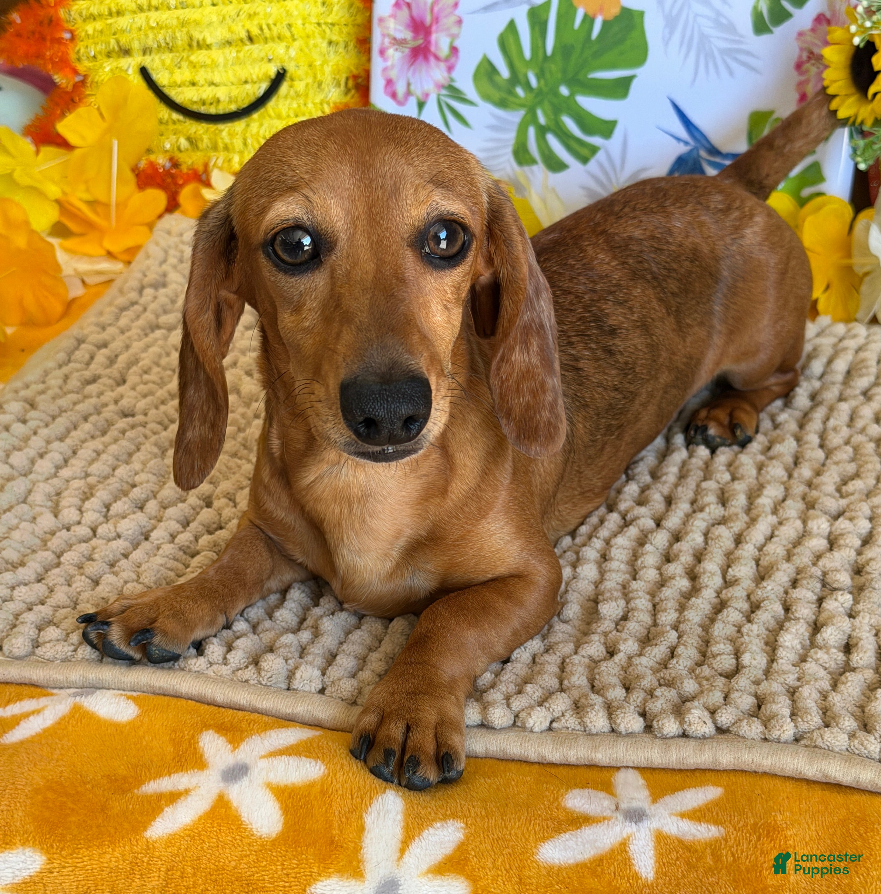 Miniature Dachshund dogs Ellis - Ad 11