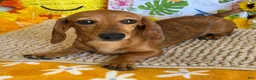 Miniature Dachshund dogs for sale: Ellis - Ad 1