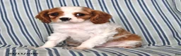 Cavalier King Charles Spaniel dogs for sale: Jane - Ad 2