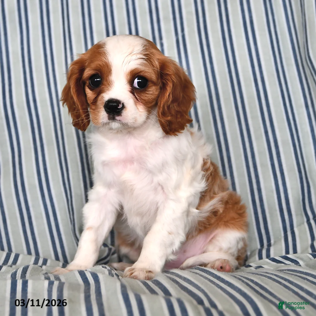Cavalier King Charles Spaniel dogs for sale: Jane - Ad 2