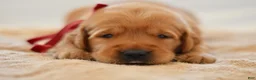 Golden Retriever dogs for sale: Red Collar - Ad 19