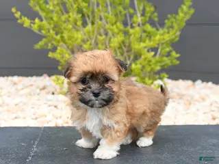 Mixed Breed dogs for sale: Cocoa - Ad 2