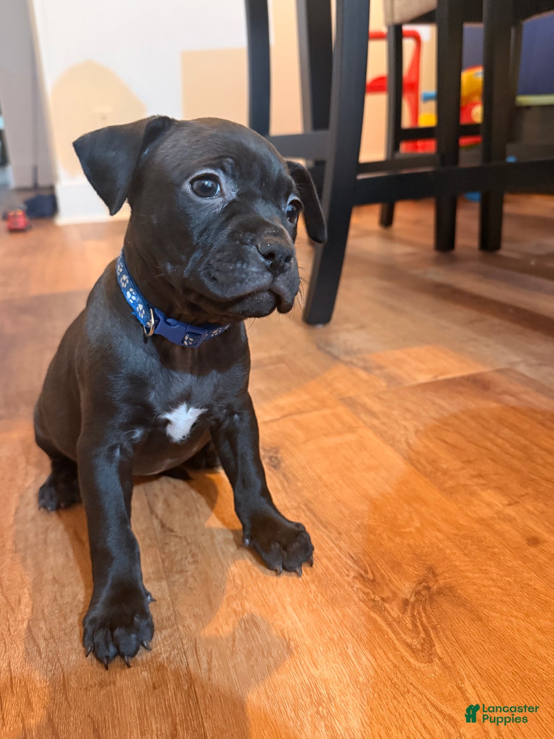 Mixed Breed dogs for sale: Pup Dark Blue - Ad 1