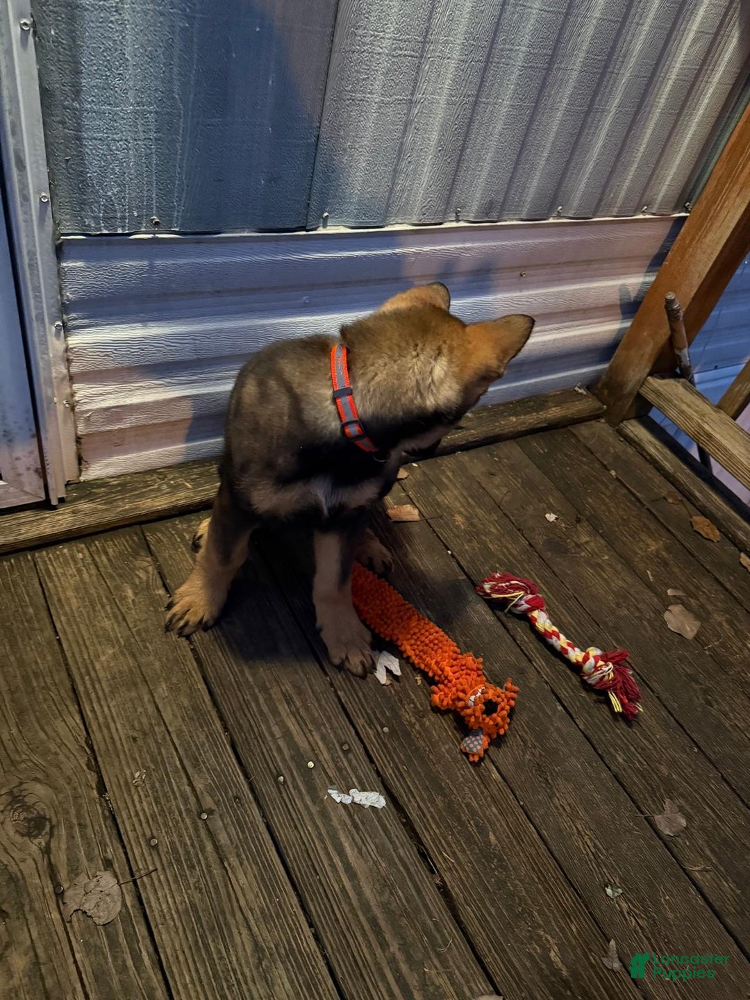 German Shepherd dogs for sale: German Shepherd Puppy 1 - Ad 5