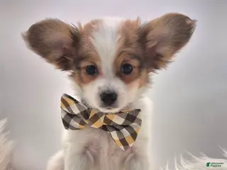 Papillon dogs Blue boy(Sunny) - Ad 18