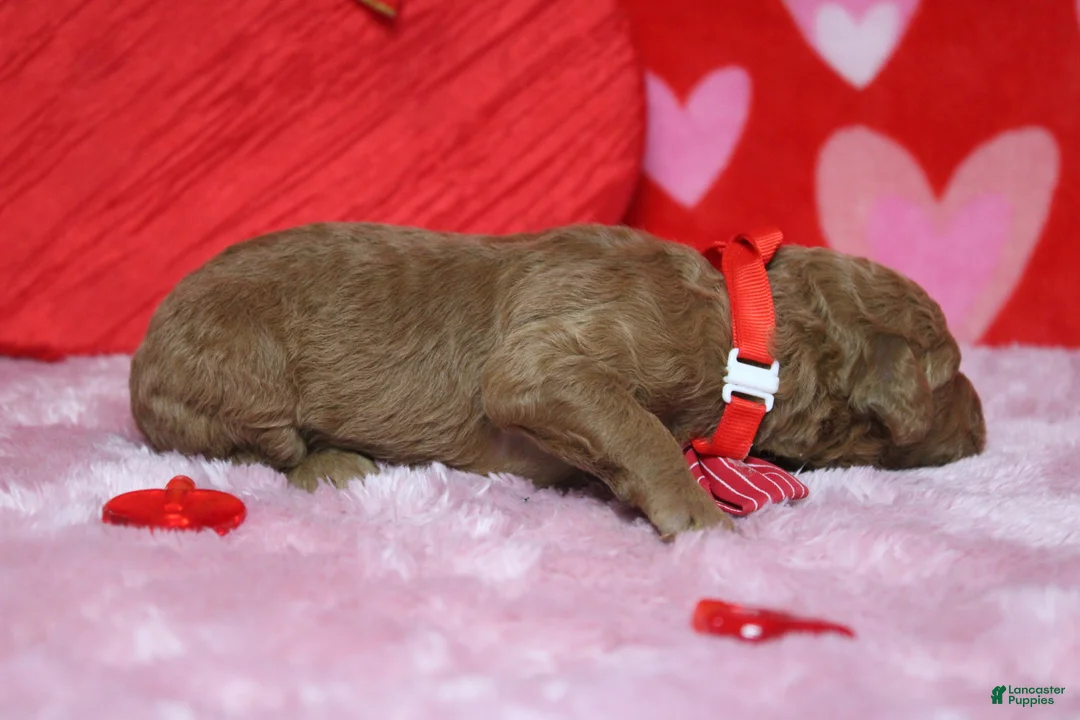 Goldendoodle dogs for sale: Fanta  - Ad 6