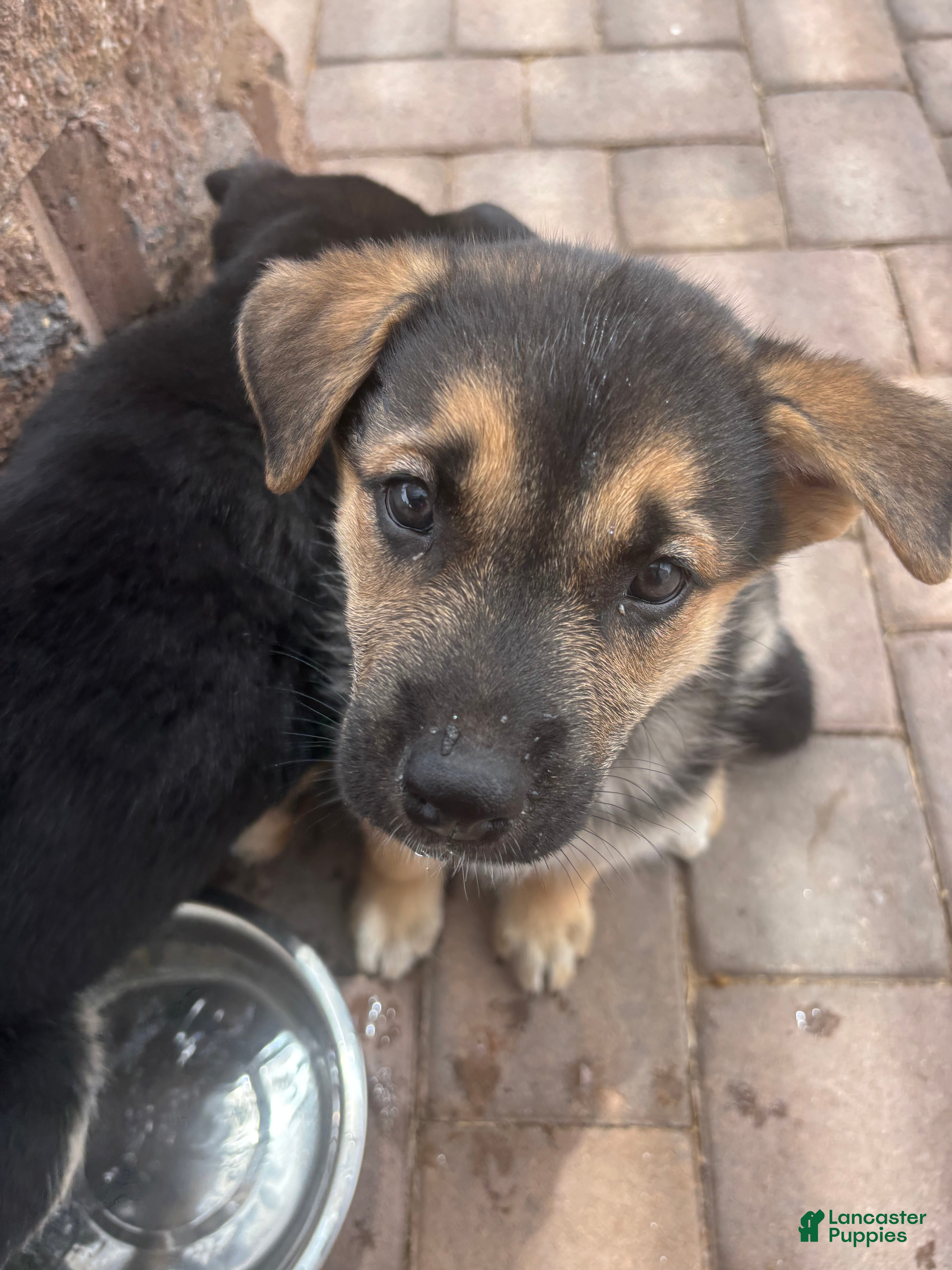 Gerberian Shepsky dogs Ginny - Ad 5