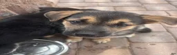 Gerberian Shepsky dogs for sale: Ginny - Ad 1