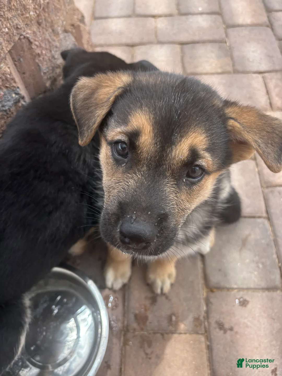 Gerberian Shepsky dogs for sale: Ginny - Ad 1